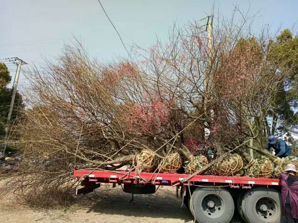 紅梅裝車